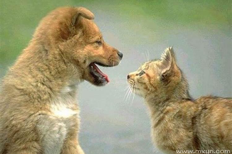 梦见狗跟猫是什么征兆？