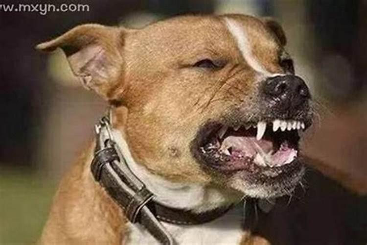 梦见黄狗咬自己的腿