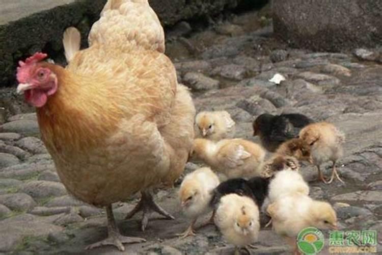 立夏孵小鸡注意事项有哪些？