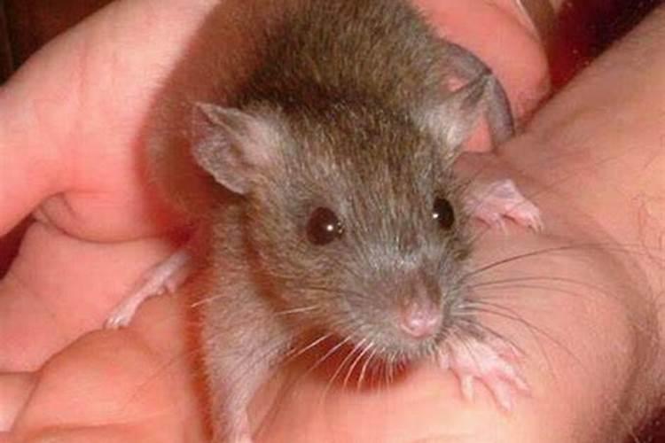 梦见老鼠咬别人是什么征兆？