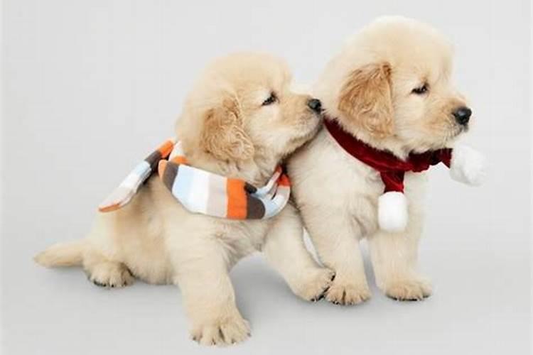 82年属狗19运势如何？