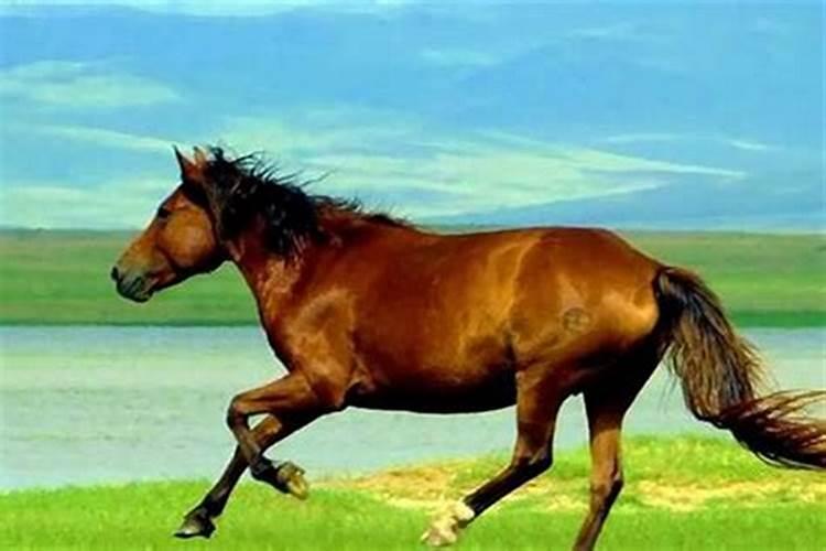 梦见马是怎么解释呢？