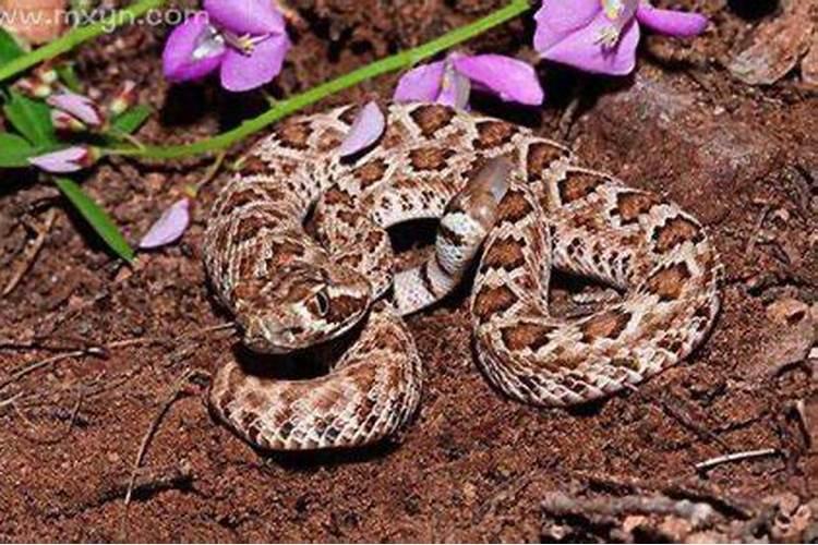 梦见蛇是什么预兆还被咬？