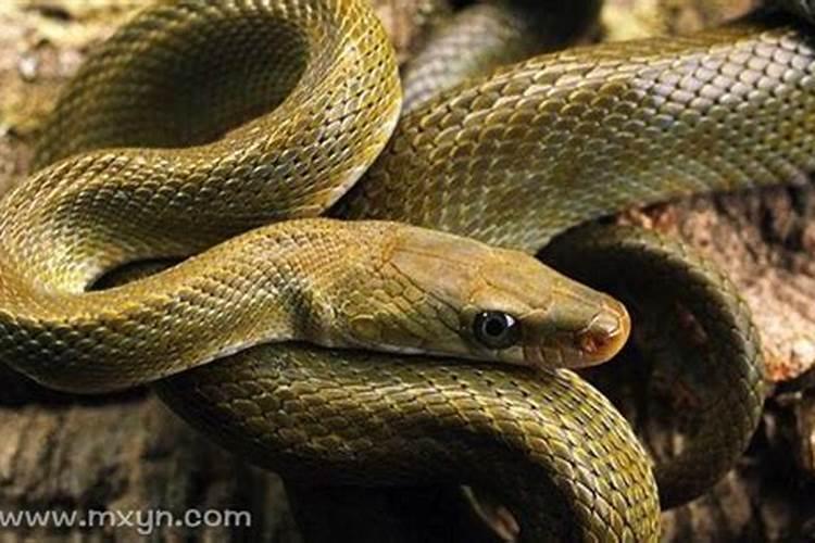 梦到回家路上好多蛇是什么意思？