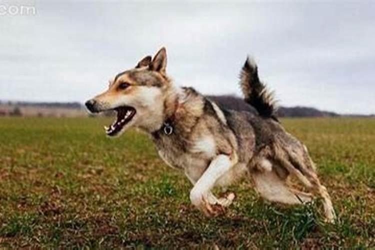 梦见狗咬追自己预示什么？