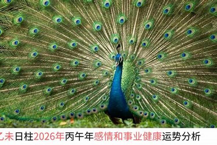 乙未年出生在2026年的运程