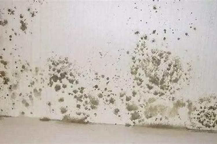 家里发霉影响运势吗？