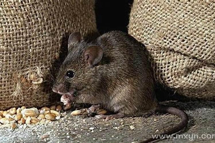 梦见别人捉住老鼠了