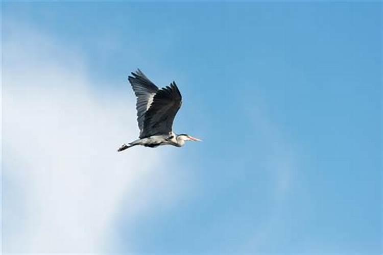 1997年生在2026年运程