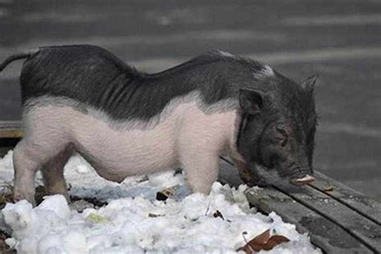 属猪腊月出生是什么命？