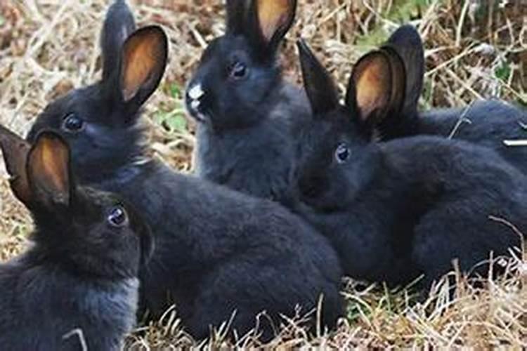 属兔2026年的全年运势