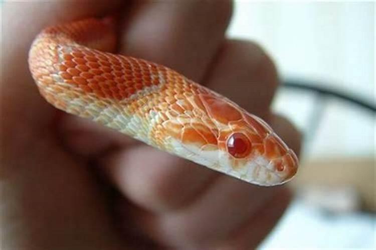 梦到蟒蛇和鱼是什么意思？