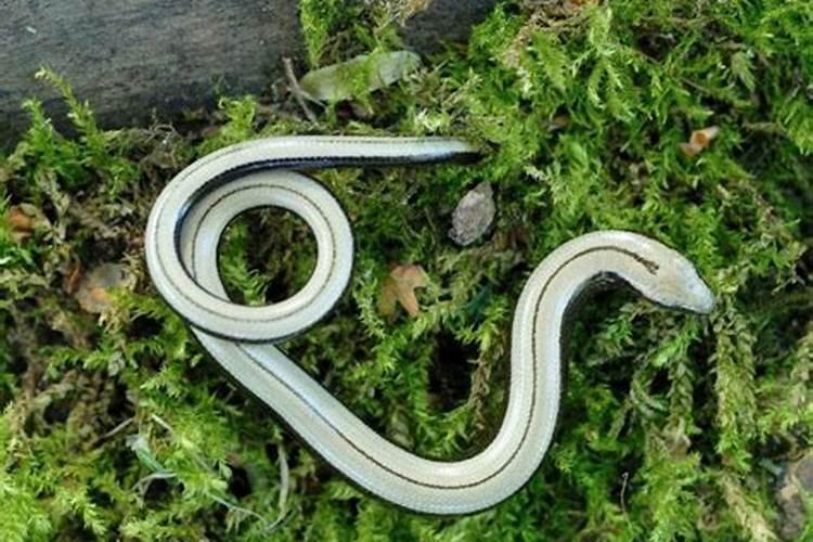 梦见蛇周公解梦怎么解？