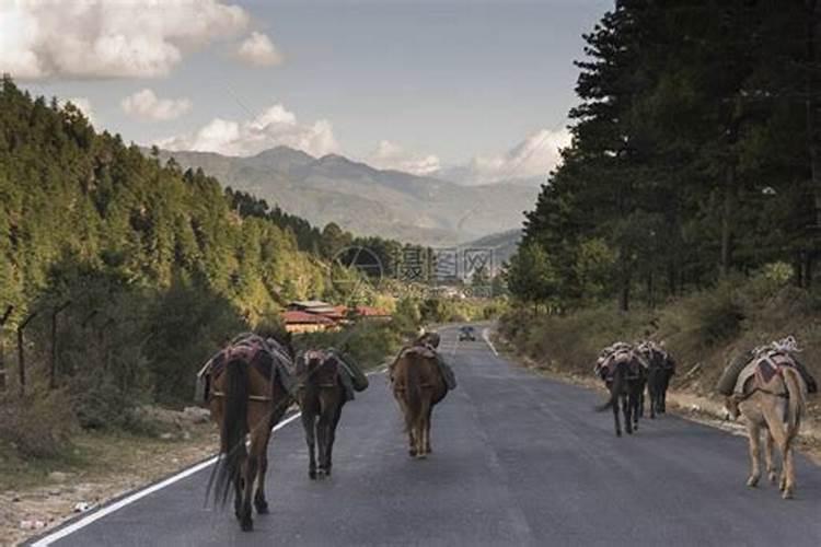 梦见路上遇到马在奔驰