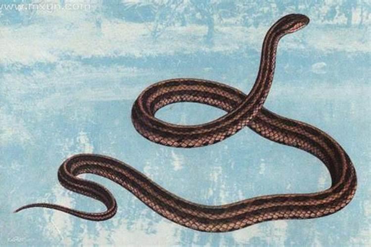 梦见蛇咬自己是什么预兆周公解梦？