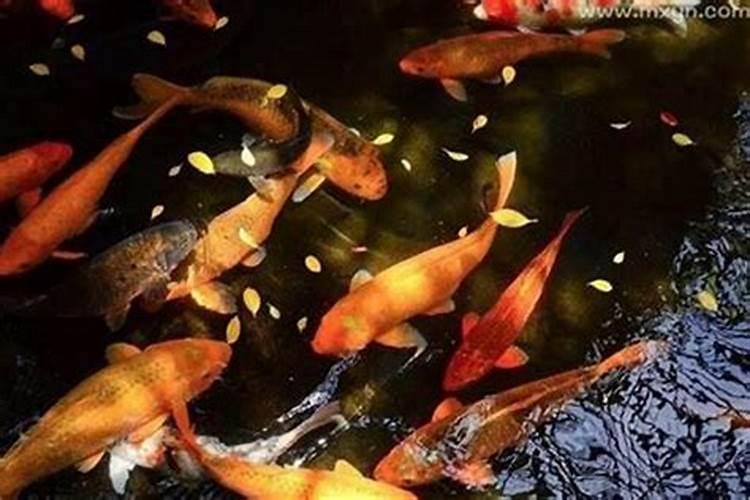 梦见好多红色的鲤鱼在水里游？