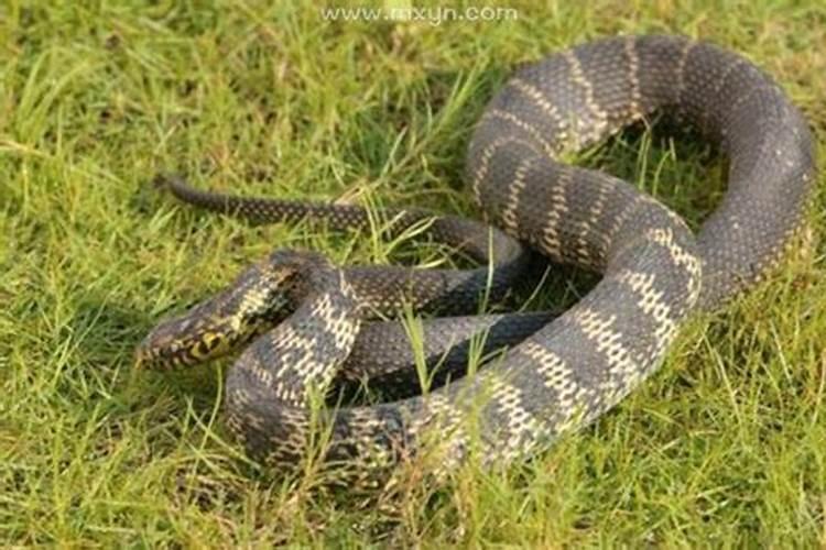 梦见蛇追着自己跑是什么征兆解梦？