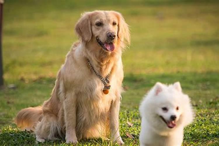 属狗70年一生运势