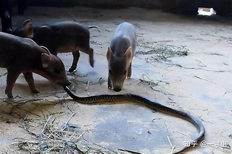 猪跟蛇八字不合是不是？