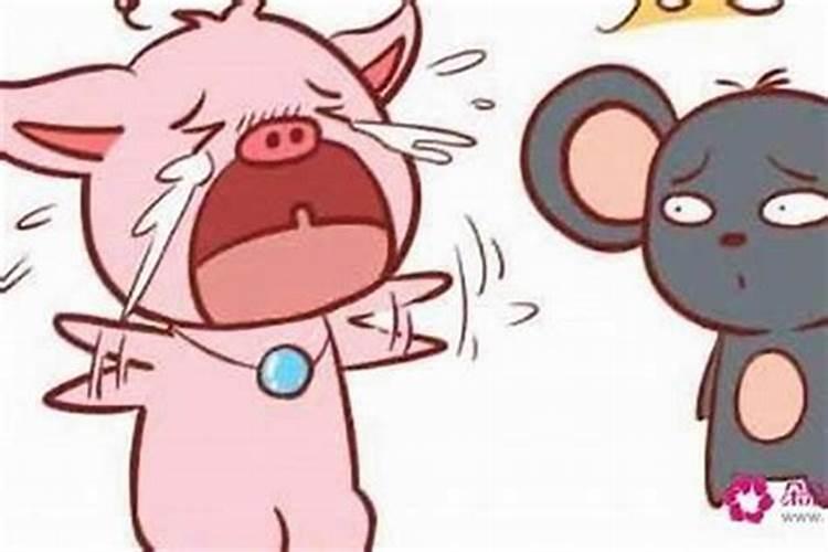 猪男鼠女合婚吗？