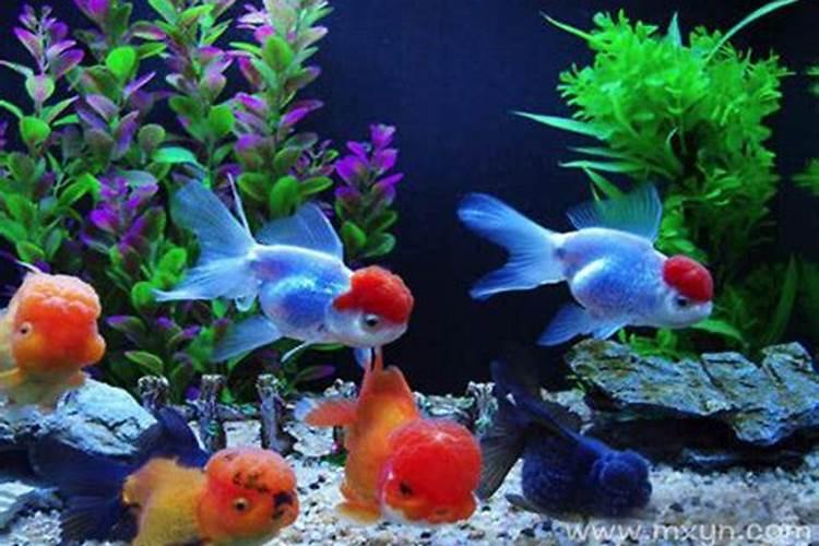 梦见红色的金鱼在水里游还不会死