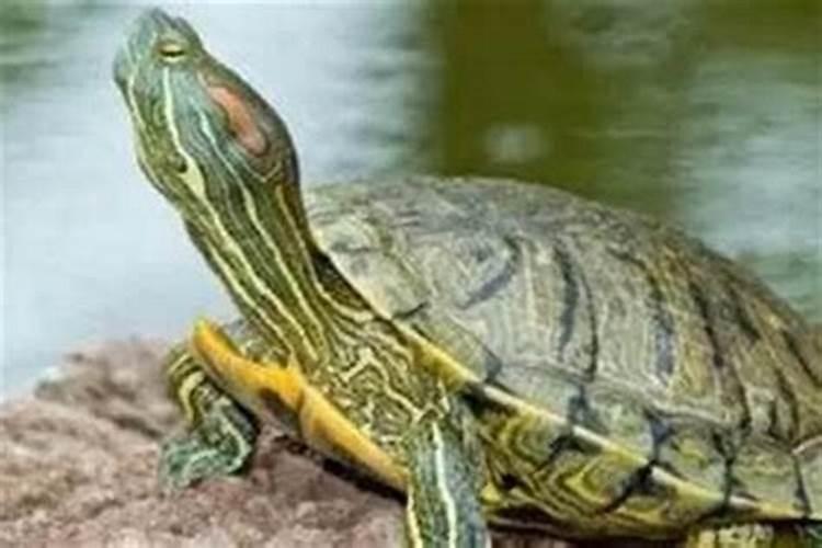 梦见大乌龟在水里游