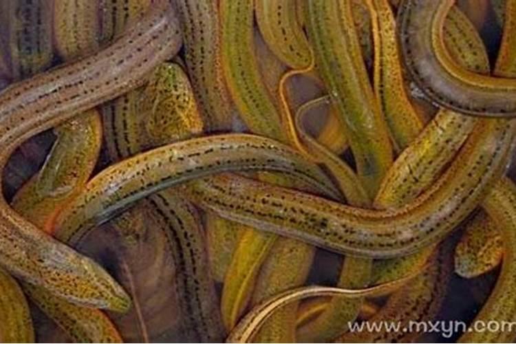 梦见大黄鳝是什么意思？