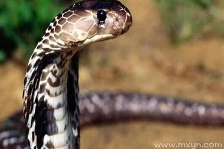 梦见蛇在攻击自己好不好？