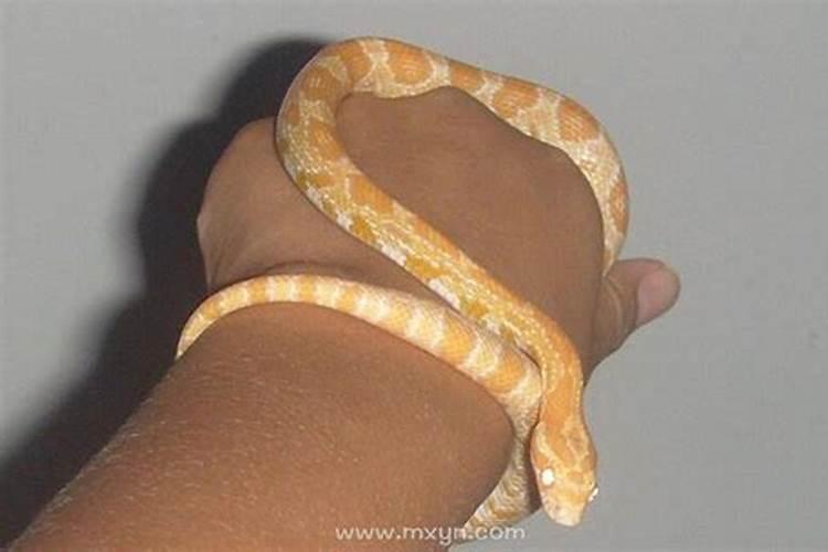 梦见蛇咬自己的手是什么预兆？