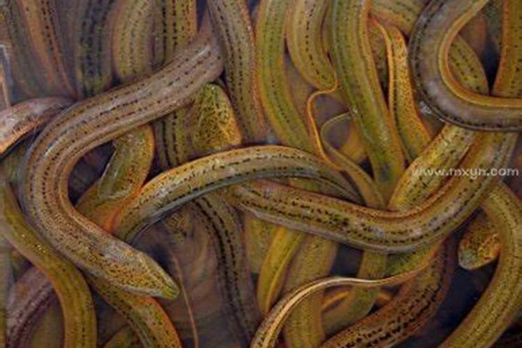 梦到黄鳝是什么意思？