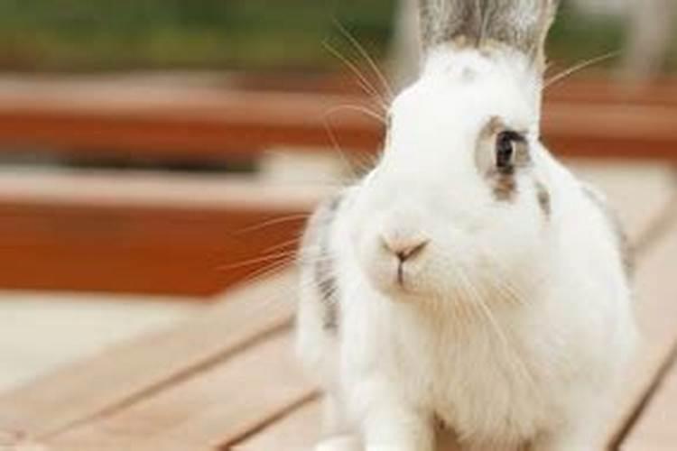 梦见兔子是什么预兆？