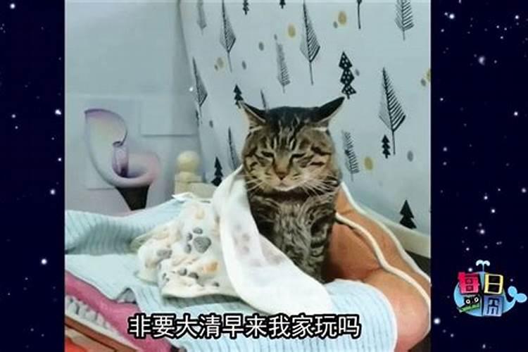 大年初一梦见猫好吗？