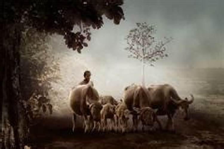 梦见牛攻击我是什么征兆解梦？