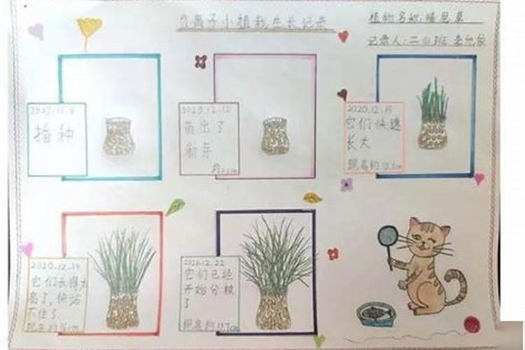 提升孩子学业运势花卉