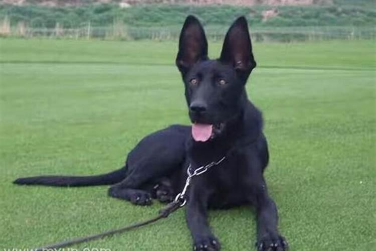 梦见大黑狗是什么意思周公解梦？