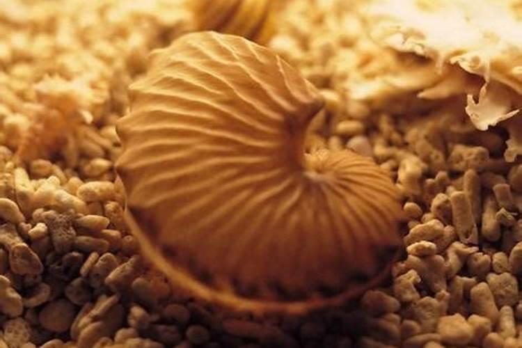 属虎的男孩出生吉日