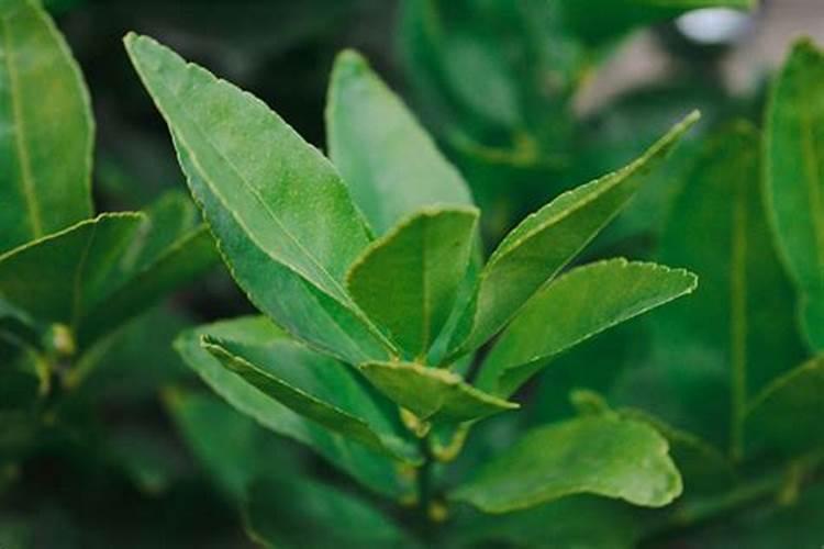 羊人2026年农历九月运势如何？