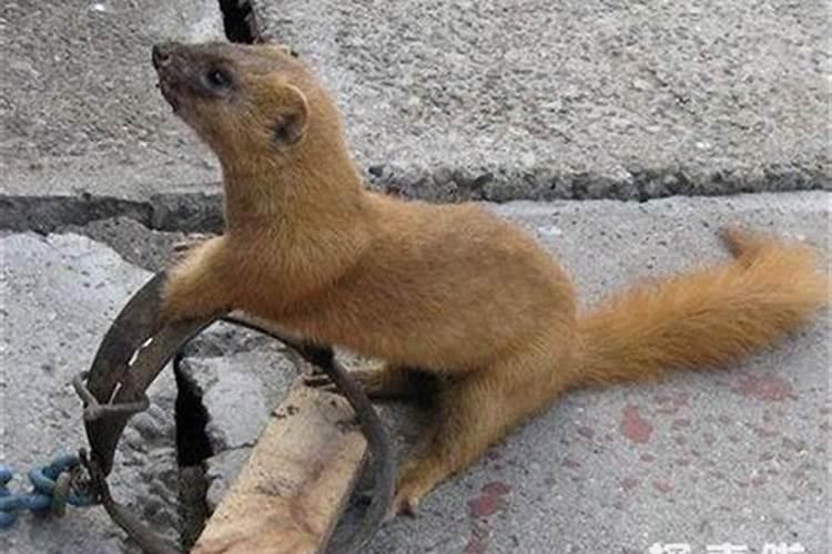 碰到黄鼠狼预示着什么？