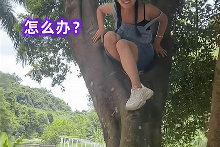 梦到姐姐爬树掉下来了