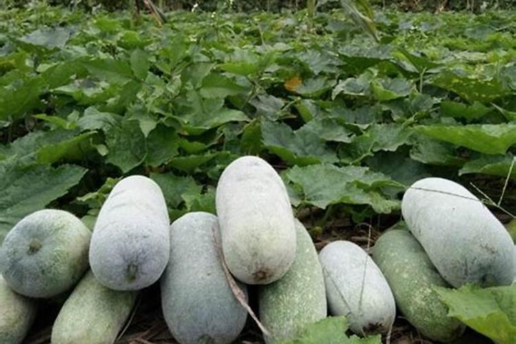 梦见好多冬瓜和南瓜？