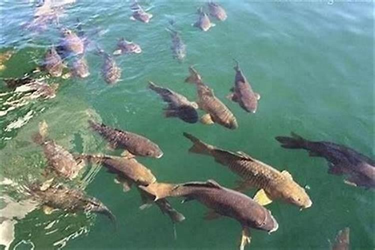 梦见发大洪水水里有鱼