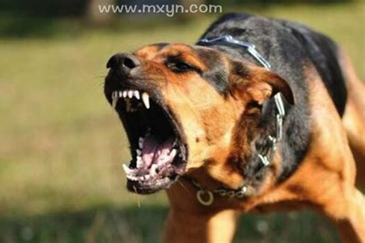 狗咬人是什么预兆？