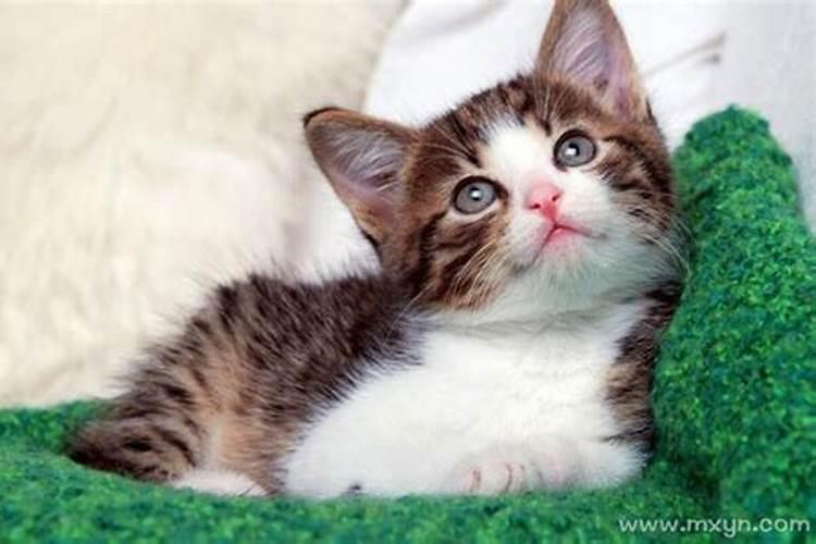 梦见和猫咪玩耍意味着什么？