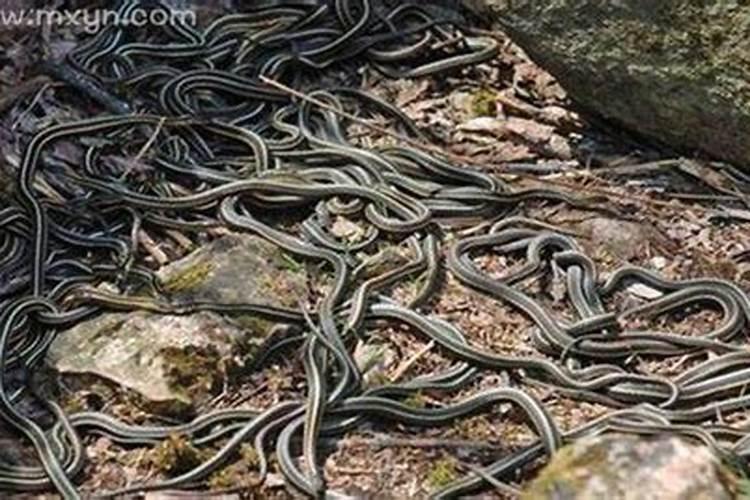 梦到很多蛇什么预兆？