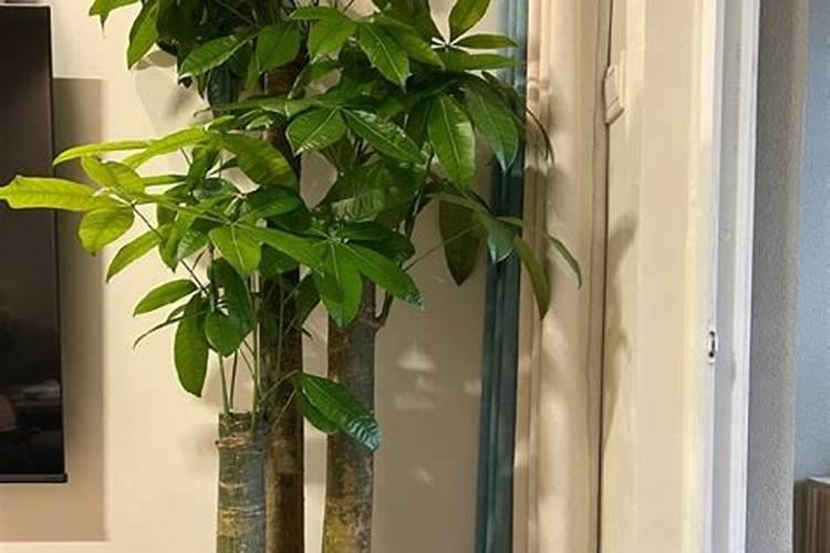 进门看见发财树好吗？