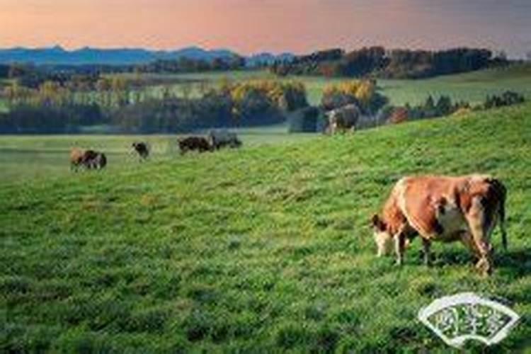 属牛的人命好吗？