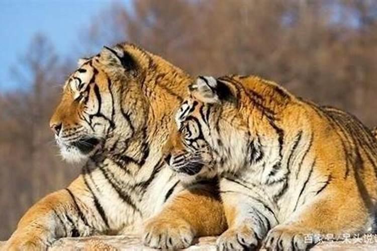 生肖虎一生感情运势