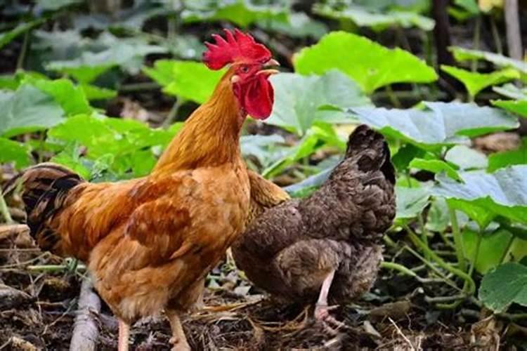 1993年属鸡运势如何？