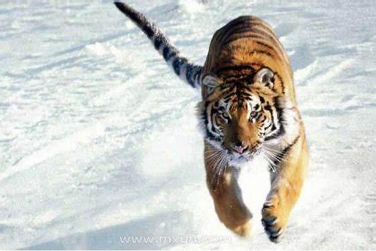 梦见老虎追赶自己什么预兆？