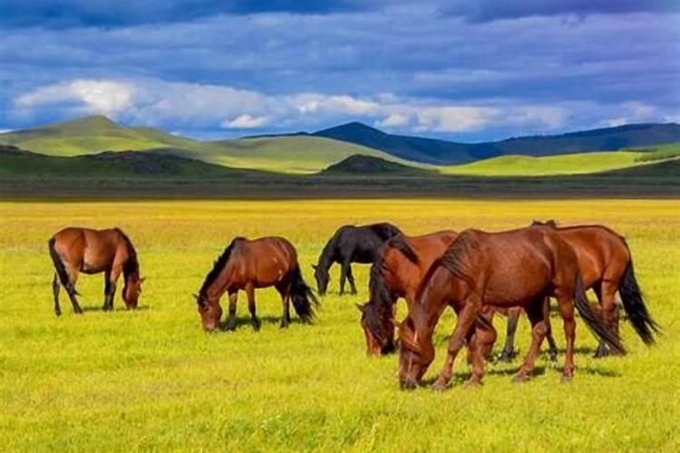 土马命里缺什么？